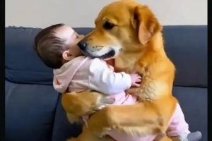 利用AI制作宠物带娃视频轻松涨粉点赞10万+